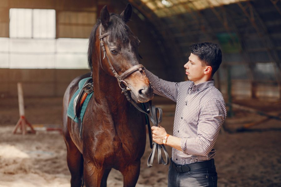 Horse theme. Businessman with a horse. Man in a shirt